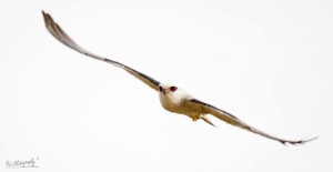 Black-shouldered Kite - சிறிய கரும்பருந்து